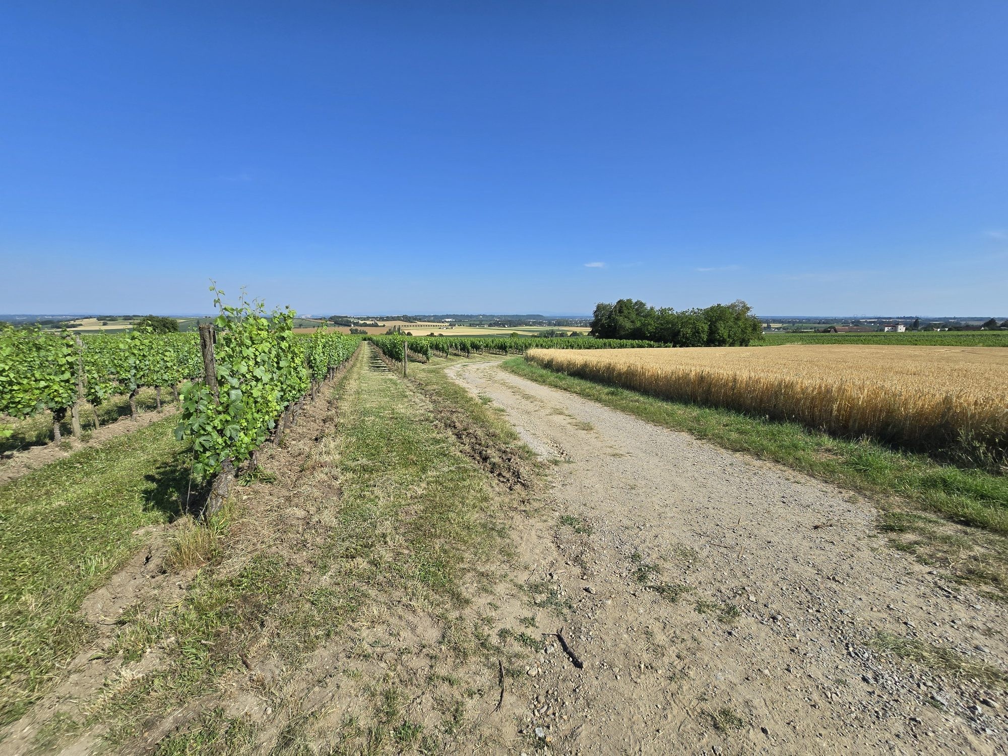 Parcelles viticoles AOC St Pourçain — photo 3