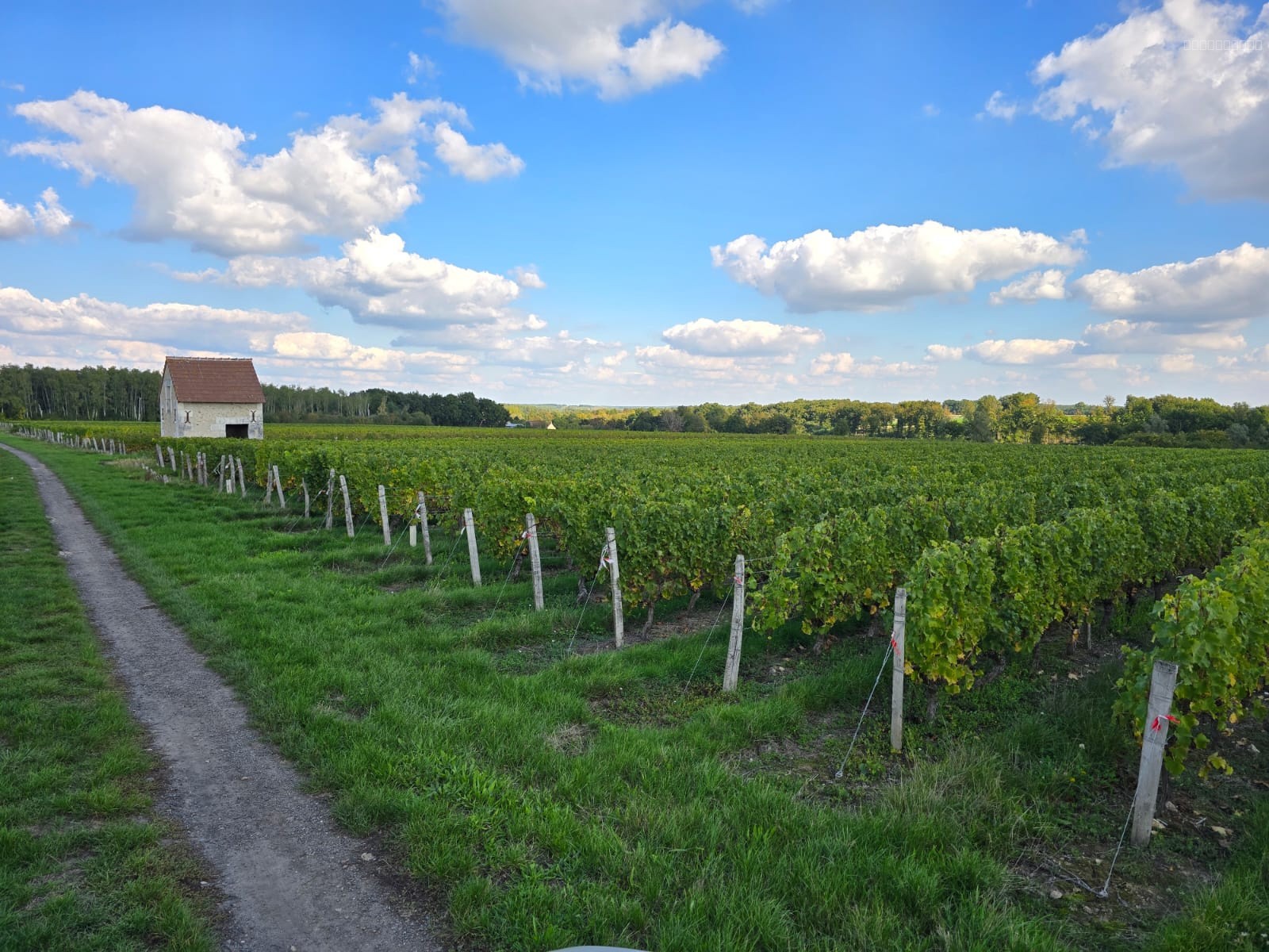 Propriété viticole AOC Valençay — photo 11