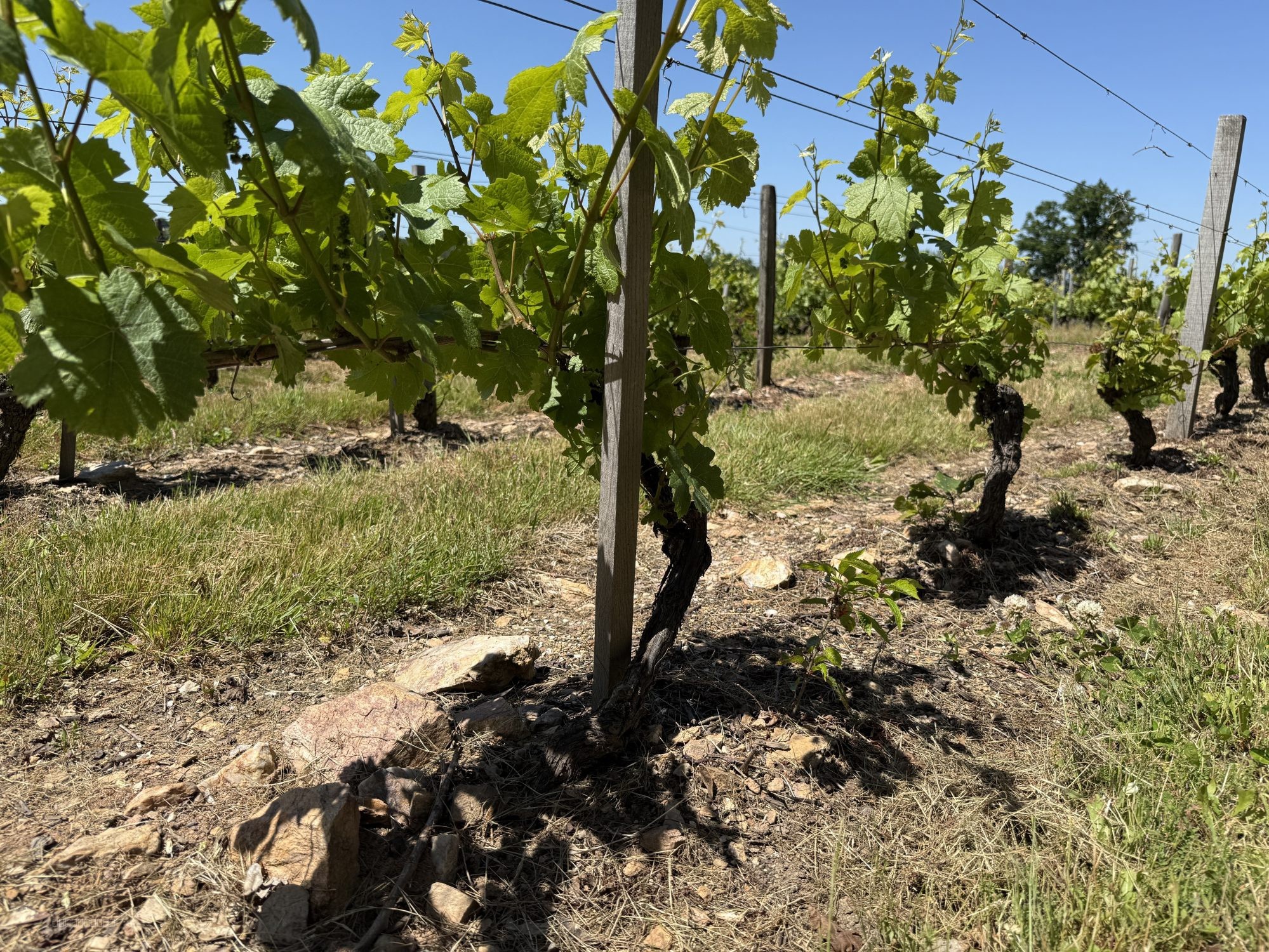 Domaine viticole d’exception à vendre   AOC Châteaumeillant (18 / 03) — photo 2