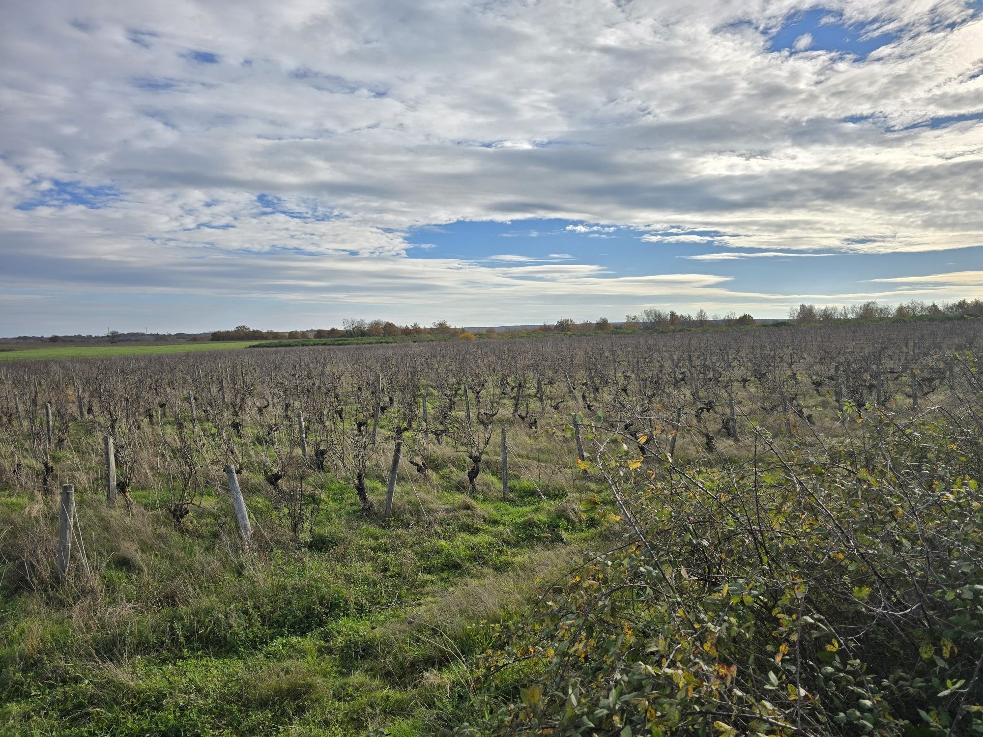 Terrains viticoles à vendre 3,19 ha en AOC Châteaumeillant Centre-Val de Loire — photo 1