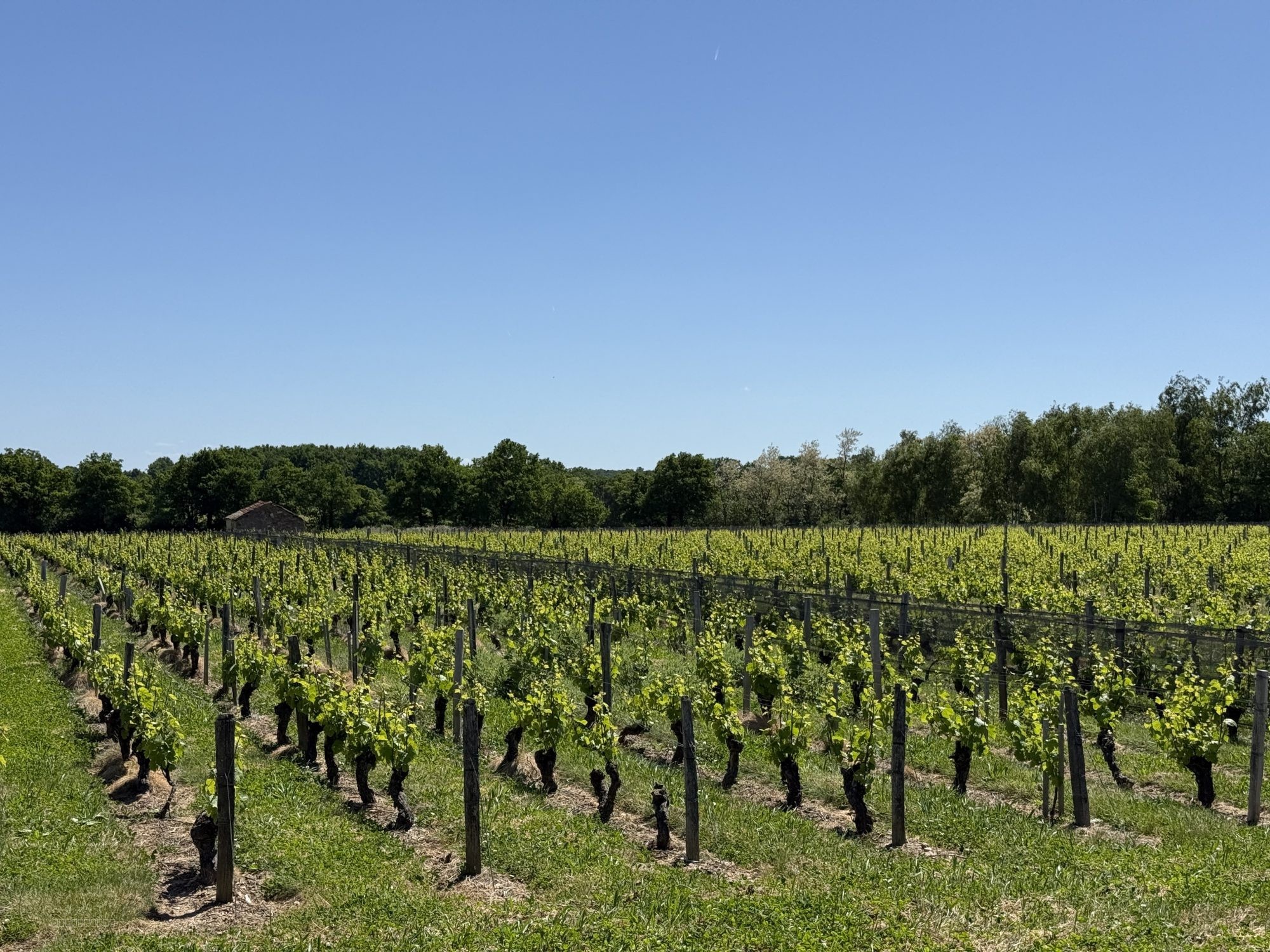 Domaine viticole d’exception à vendre   AOC Châteaumeillant (18 / 03) — photo 4