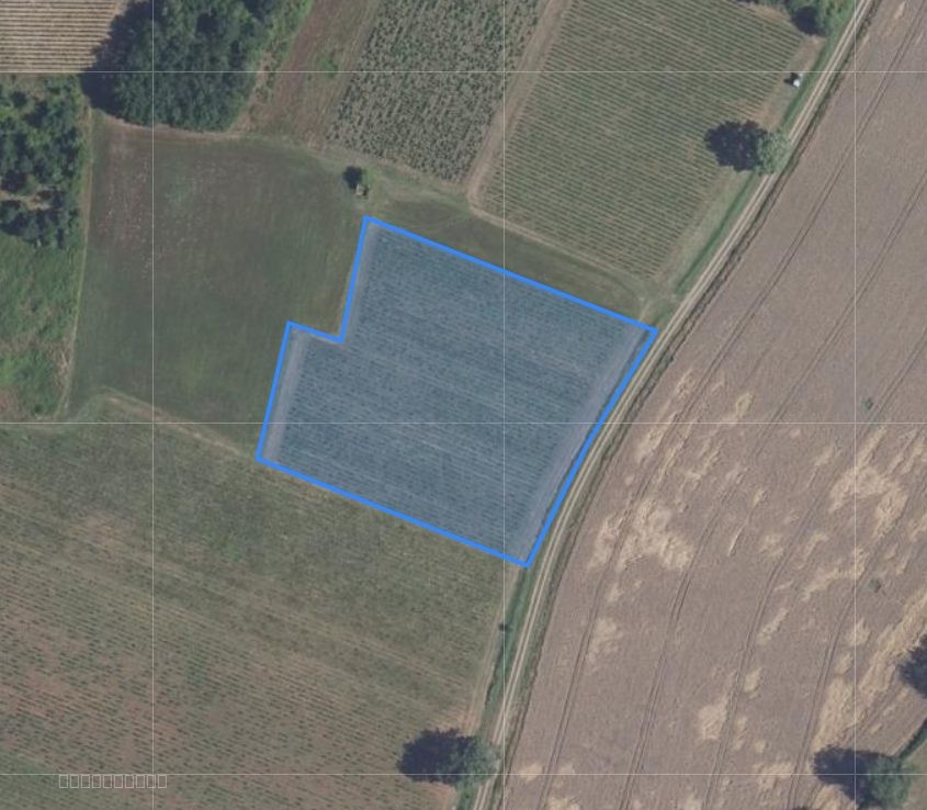 Parcelle de vigne AOC à vendre à Châteaumeillant   Investissement viticole et passion du vin — photo 2