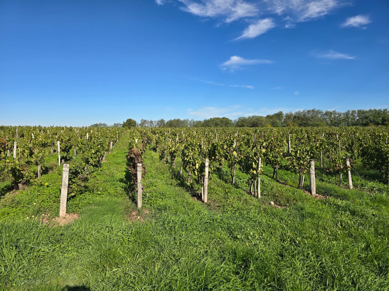 Parcelle de vigne AOC Châteaumeillant à vendre   8 490 m2 de Gamay planté en 1996-1997 — photo 2