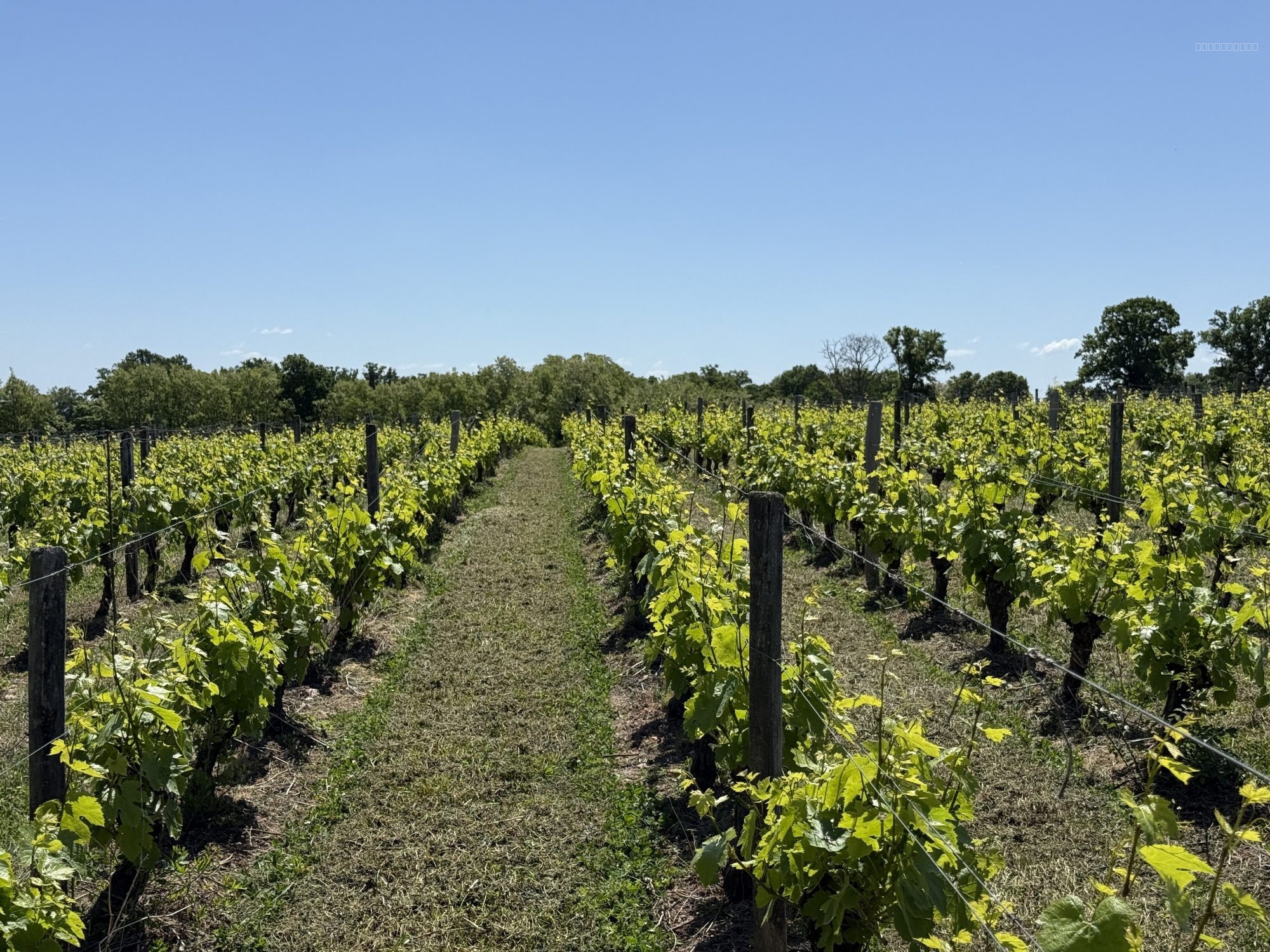 Domaine viticole d’exception à vendre   AOC Châteaumeillant (18 / 03) — photo 3