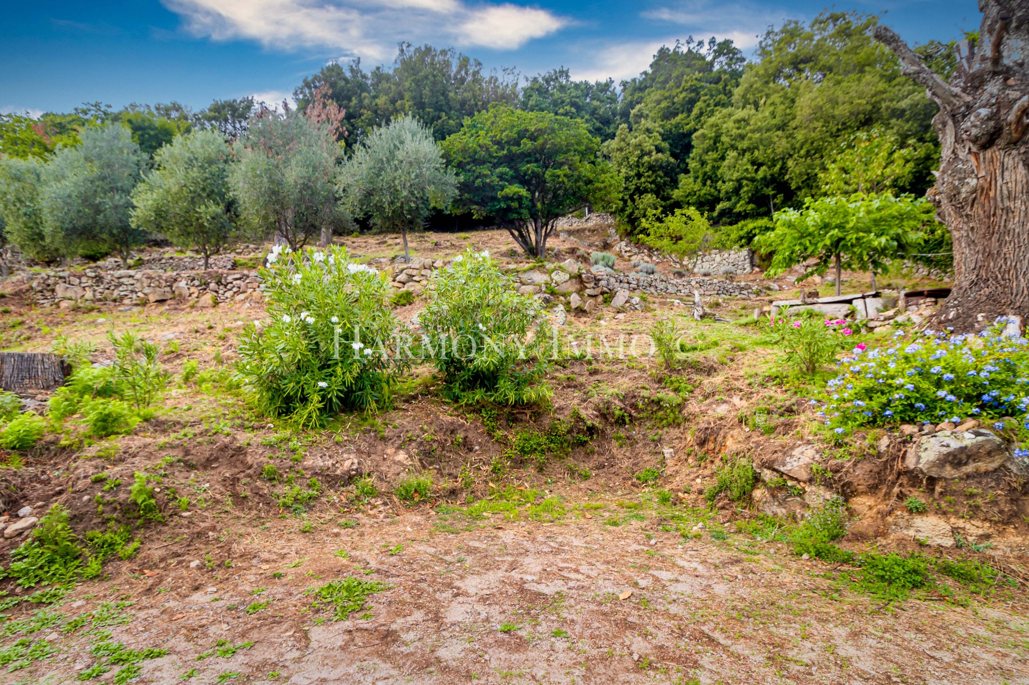 L'Âme de la Corse à Rosazia . Idéal Maison famille ou création Gîte, Chambres d'hôtes. — photo 12