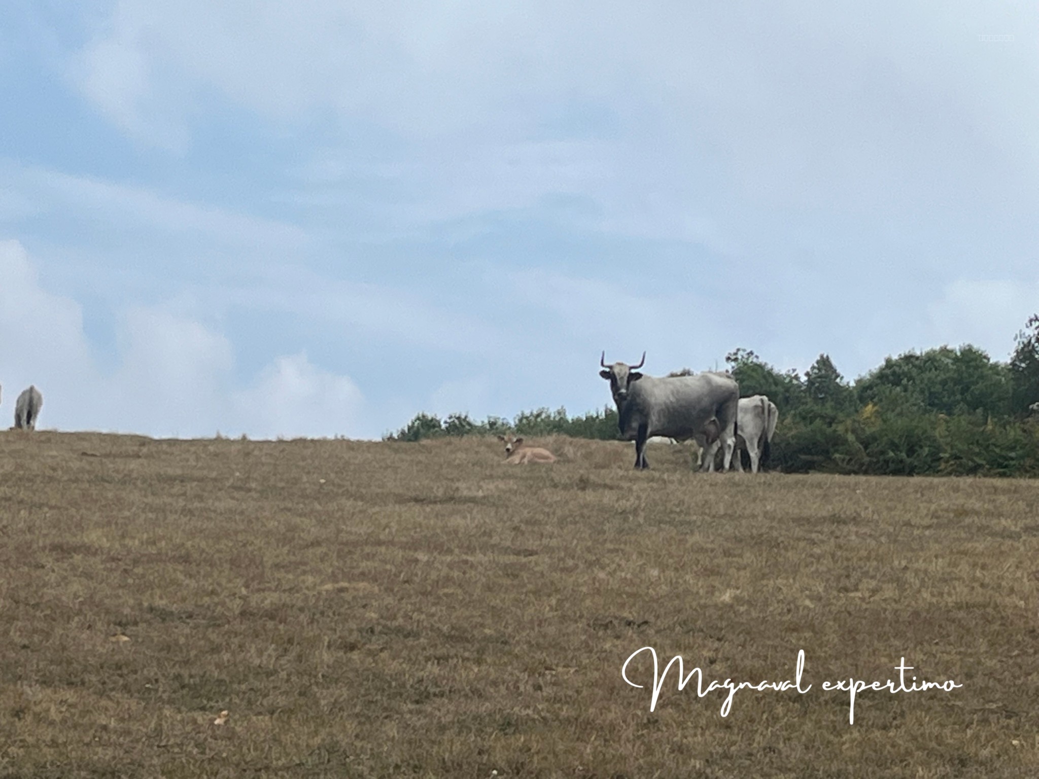 Ferme authentique de 51 hectares au cœur de la nature (Tarn 81) — photo 7